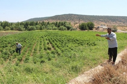 Piknikçiler tarlaları talan ediyor