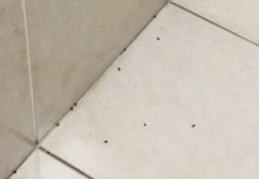 Pire istilası yaşandı