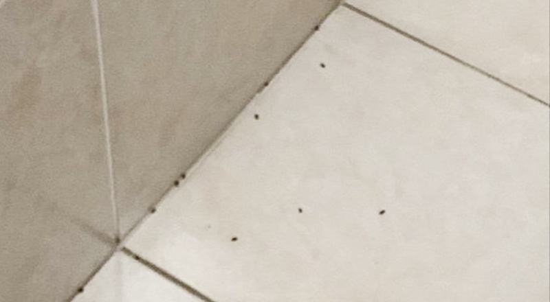 Pire istilası yaşandı