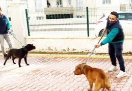 Pitbull saldırısına uğrayan Asiye Ateş'in babası: Sitedeki herkes şikayet etti ama yönetici olunca beslemeye devam ettiler