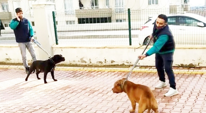 Pitbull saldırısına uğrayan Asiye Ateş'in babası: Sitedeki herkes şikayet etti ama yönetici olunca beslemeye devam ettiler