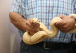 Piton ve boa yılanı hayvanat bahçesine yerleştirildi