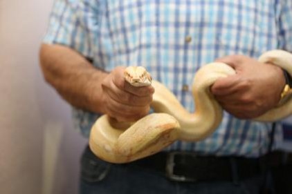 Piton ve boa yılanı hayvanat bahçesine yerleştirildi