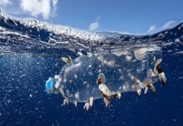 Plastik atıkların yeni adresi Türkiye: İthalat beşe katlandı