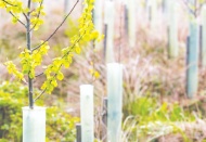 Plastik koruyucular kullanarak ağaç dikmek, çevreye zarar veriyor