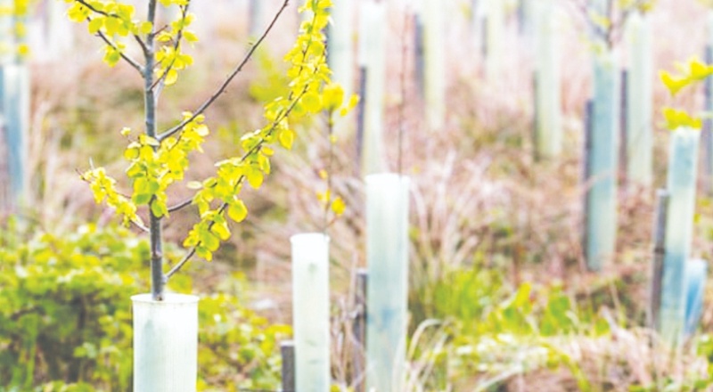 Plastik koruyucular kullanarak ağaç dikmek, çevreye zarar veriyor