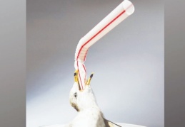 Plastik pipetleri Türkiye'de de yasaklanması isteniyor