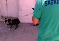 Polis baskınında pitbul tedirginliği yaşandı