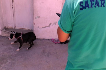 Polis baskınında pitbul tedirginliği yaşandı
