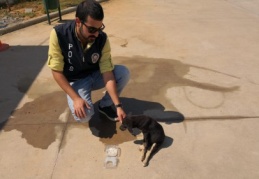Polislerden yaralı köpeğe şefkat eli 