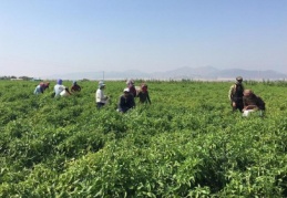 Pul biber ihtiyacının yüzde 55’ini Nurdağı ve İslahiye karşılıyor