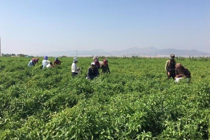 Pul biber ihtiyacının yüzde 55’ini Nurdağı ve İslahiye karşılıyor