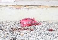 Rastgele girdiği apartmanın 8. katından atladı