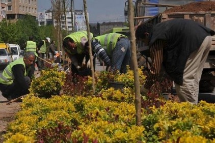 Refüjlere 300 bin adet çiçek dikiliyor