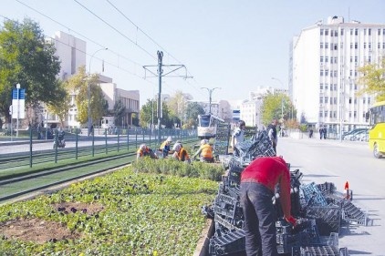 Refüjlere kış çiçekleri dikiliyor