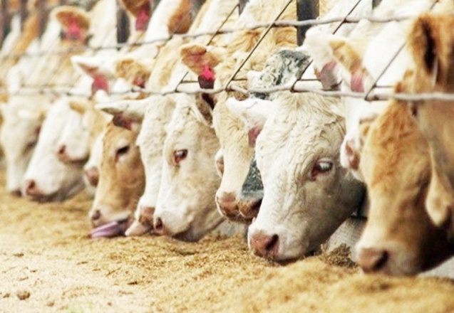 Rekabet Kurumu'nun yem üreticilerine ilişkin yürüttüğü soruşturmada teşebbüslere para cezası istendi