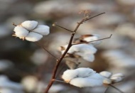 Rekolte, fiyat ve destekleme ile yüz güldürdü