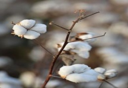 Rekolte, fiyat ve destekleme ile yüz güldürdü