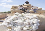 Rekolte yüksek fiyat düşük