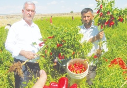 “Biber rekoltesi üreticinin yüzünü güldürdü”