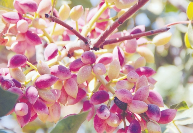 Risklere karşı güvenli, sağlıklı ve sigortalı depolama imkânı sağlanıyor