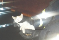 Rögara düşen yavru kedi uzun uğraşlar sonucunda kurtarıldı