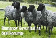 Romonov koyunlarına özel koruma 