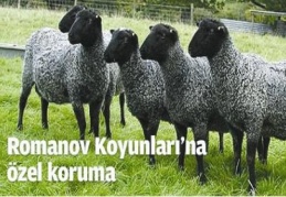 Romonov koyunlarına özel koruma 