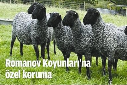 Romonov koyunlarına özel koruma 