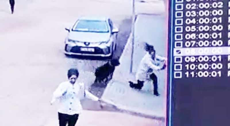 Rottweiler cinsi köpek özel okulun önünde dehşet saçtı