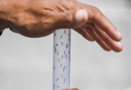 Rus turistlere “sahillerde Zika virüsü var” uyarısı