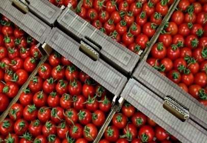 Rusya, 50 bin ton domates alacak