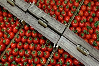 Rusya, 50 bin ton domates alacak