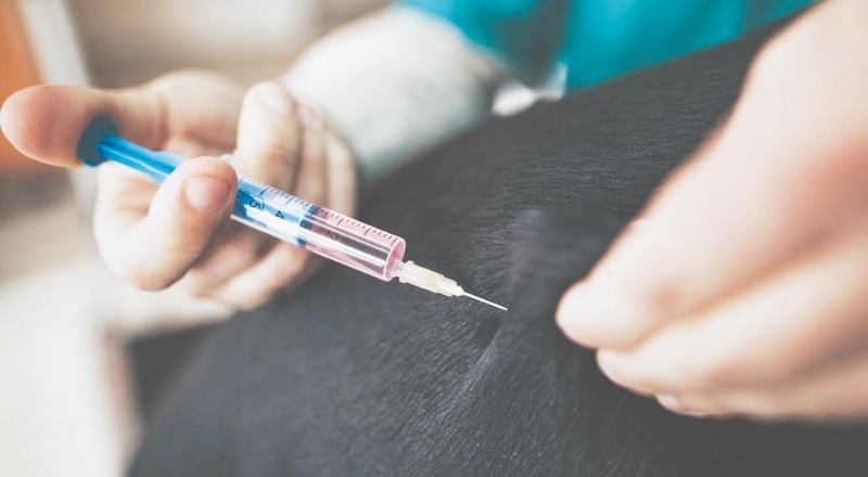 Rusya hayvanlara Covid aşısı uygulamaya başlıyor