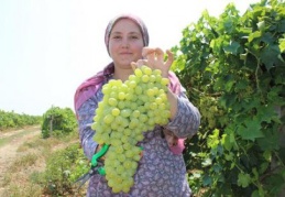 Rusya kapıları açtı üzümde ihracat arttı