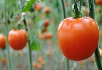 Rusya pazarında Türk domatesi kabul edilmeyecek