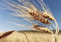 Rusya-Ukrayna krizi: Ekmek ve ayçiçek yağı fiyatları rekor kıracak