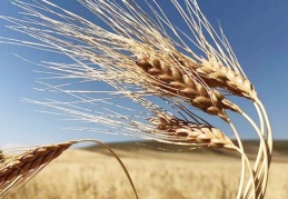 Rusya-Ukrayna krizi: Ekmek ve ayçiçek yağı fiyatları rekor kıracak