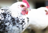 Rusya'da insana geçen ilk H5N8 türü