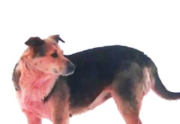 Rusya'da mavi köpeklerden sonra pembe ve yeşil köpekler de görüldü
