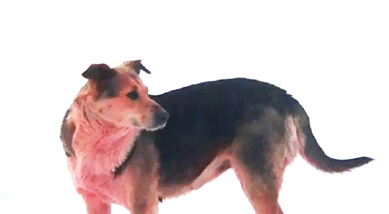 Rusya'da mavi köpeklerden sonra pembe ve yeşil köpekler de görüldü