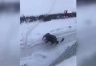 Rusya'da sirkten kaçan filler ortalığı birbirine kattı