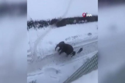 Rusya&#039;da sirkten kaçan filler ortalığı birbirine kattı