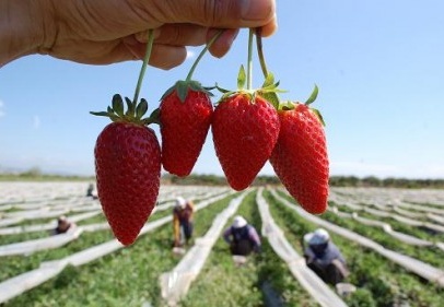Rusya’ya çilek ve domates ihracatı başladı 