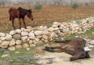 Saatlerce annesinin başında bekledi
