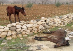 Saatlerce annesinin başında bekledi