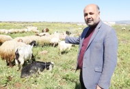 Sadece hayvancılık değil, ülke kaybeder