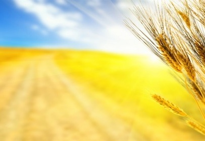 Sadece Türkiye buğday rekoltesini artıracak