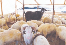 Sadece yem fiyatında yüzde 100’ün üzerinde artış var