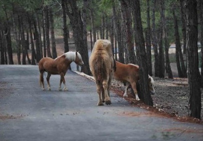 Safari Parkı, bugün açılıyor